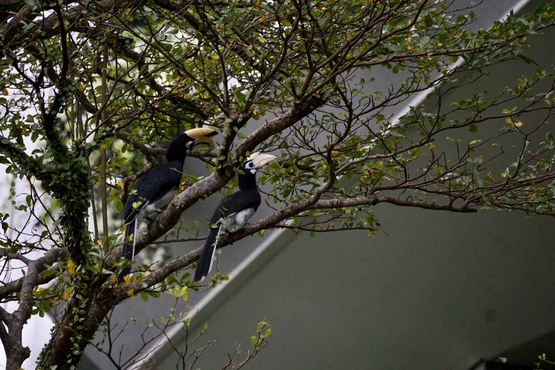 oriental pied-hornbill